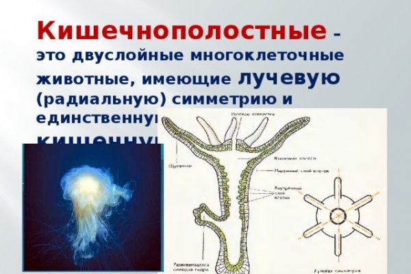 Браузер кракен vtor run