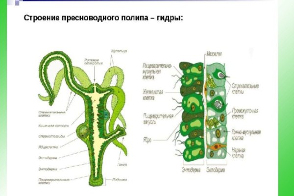 Kraken ссылка kraken torion