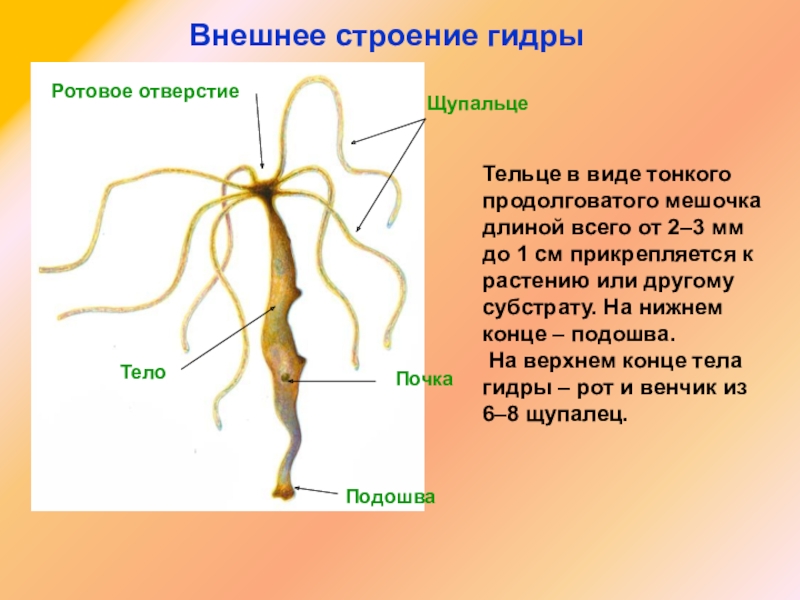 Кракен даркнет маркет ссылка сайт